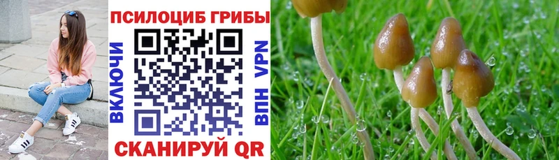 мега маркетплейс  Копейск  Псилоцибиновые грибы Psilocybe 